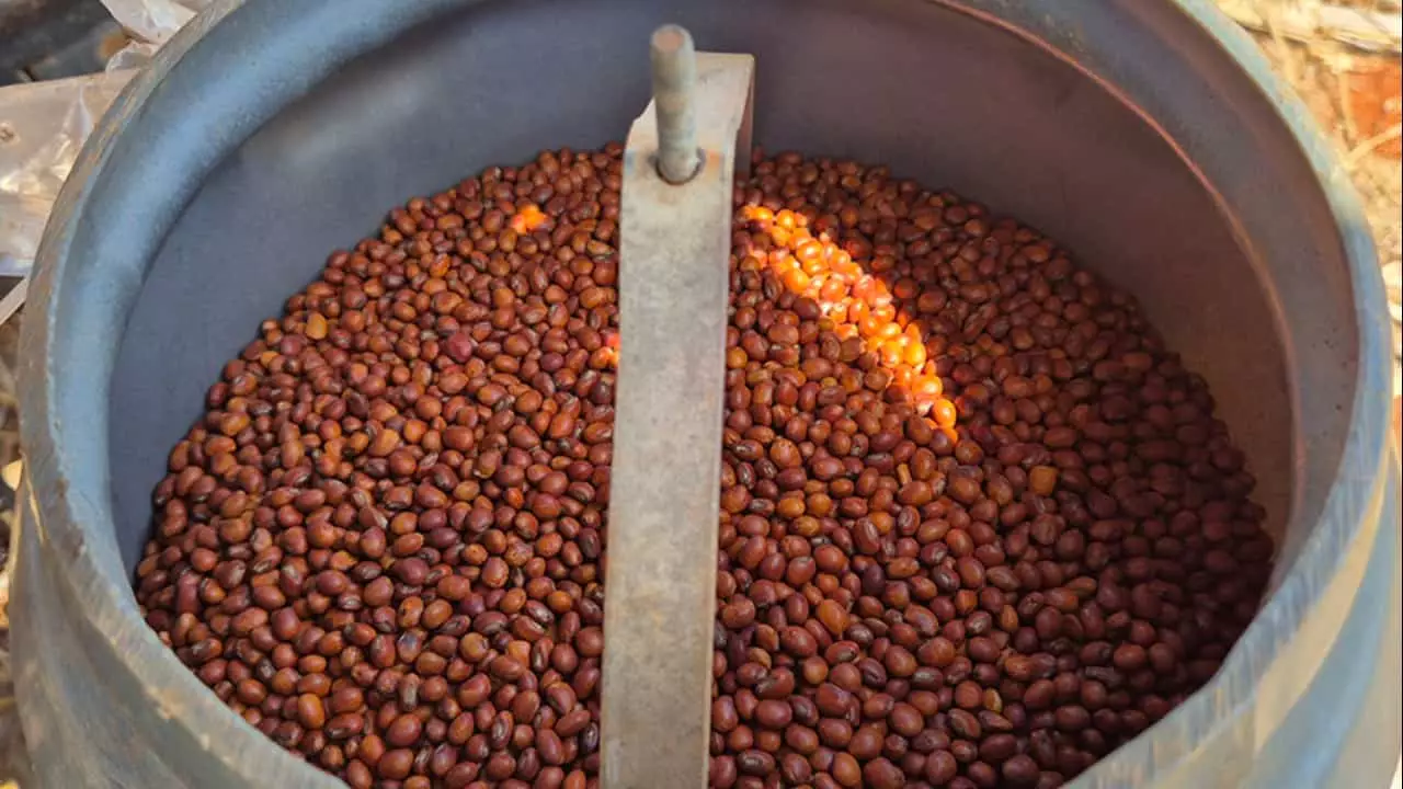 Cultivar oferece solução para o manejo de pragas, produção de alimentos e sustentabilidade. 