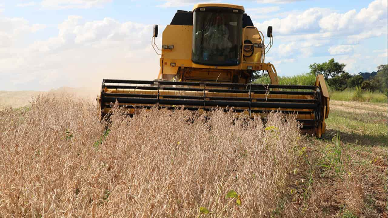 Cultivo intercalar de plantio de milho antes da colheita da soja, otimiza calendário agrícola. 