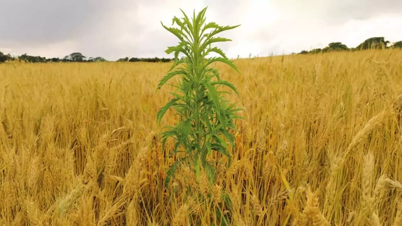 Manejo de plantas daninhas exige monitoramento em todas as fases de produção 2 Curso gratuito ensina métodos de contenção de ervas indesejadas.