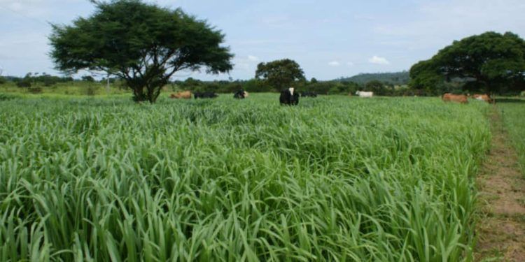 Curso online e gratuito ensina recuperação e renovação de pastagens degradadas no Cerrado