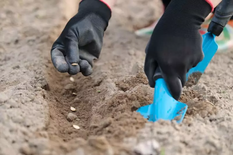Dia Mundial do Solo: confira como cuidar do recurso natural essencial para a vida 2 Dia Mundial do Solo