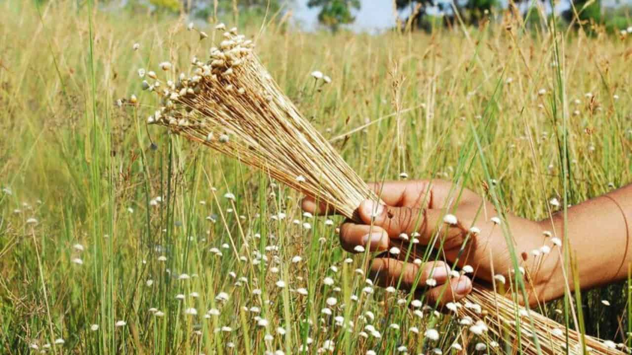 Espécie é extraída por coletores de campos de Mateiros, na região do Jalapão, no Tocantins.