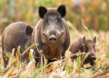 Manejo de javalis deve crescer para reduzir prejuízos com plantas e animais no agro