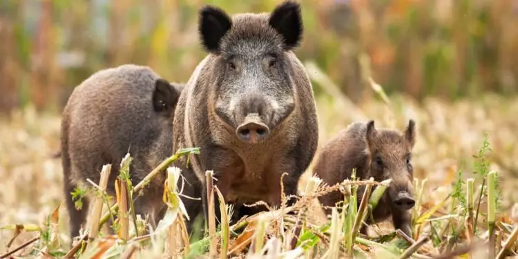 Manejo de javalis deve crescer para reduzir prejuízos com plantas e animais no agro