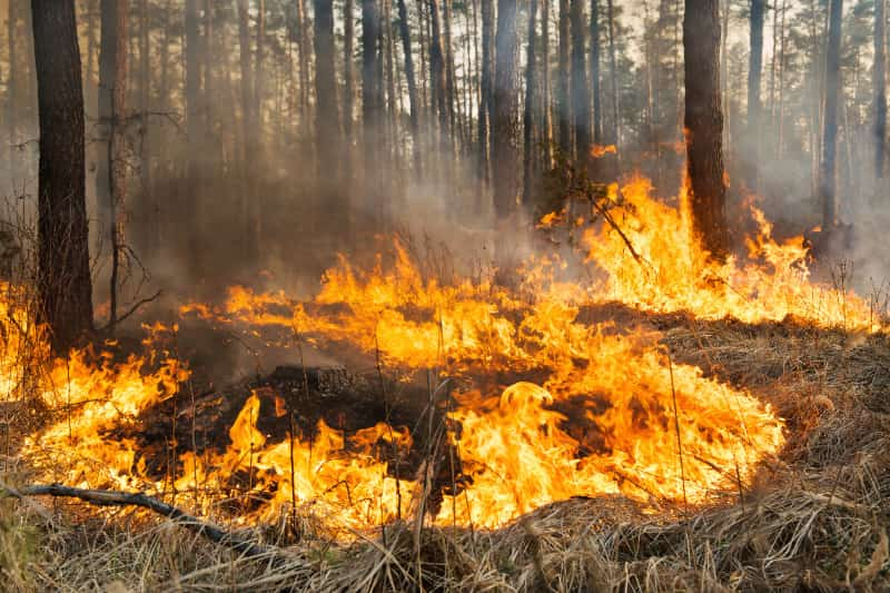 Incêndios florestais