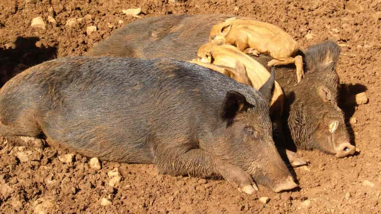 Javalis e javaporcos ameaçam a biodiversidade e os frequentadores. 