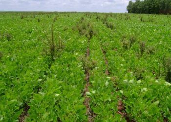 Manejo de plantas daninhas exige monitoramento em todas as fases de produção