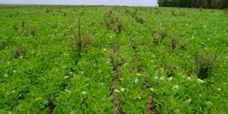 Manejo de plantas daninhas exige monitoramento em todas as fases de produção