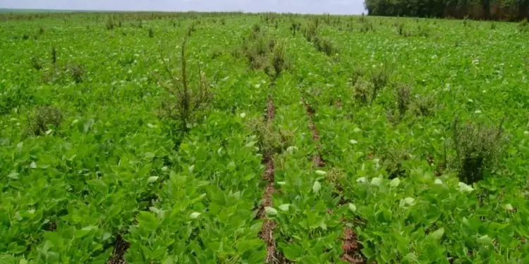 Manejo de plantas daninhas exige monitoramento em todas as fases de produção 1 Manejo de plantas daninhas exige monitoramento em todas as fases de produção