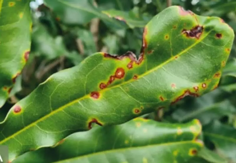 Pesquisadores identificam as principais doenças da macadâmia no Brasil 3 Macadânia