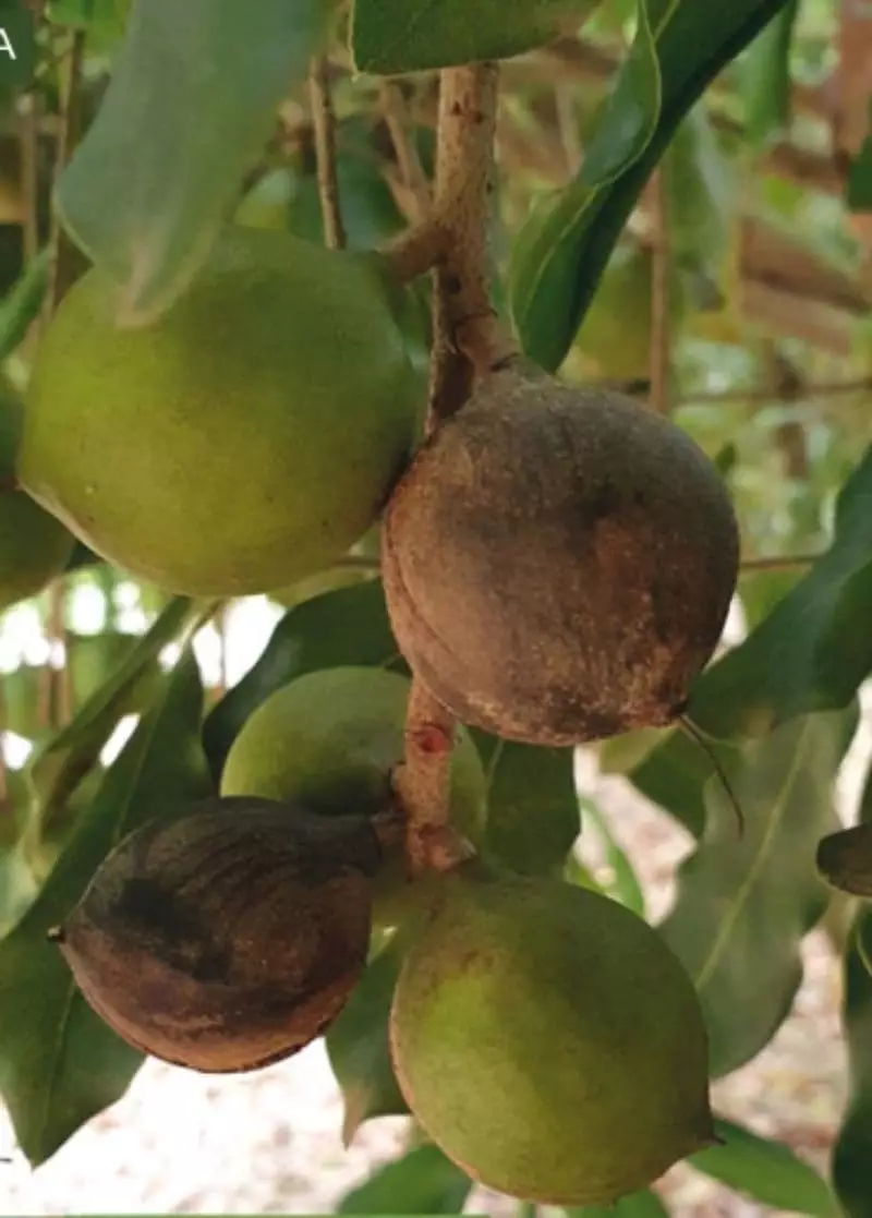 Pesquisadores identificam as principais doenças da macadâmia no Brasil 2 Macadâmia no Brasil