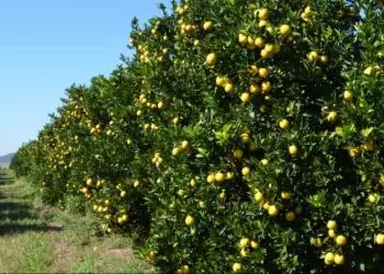 Produção de laranja na safra 2024/25 deve ser de 223 milhões de caixas