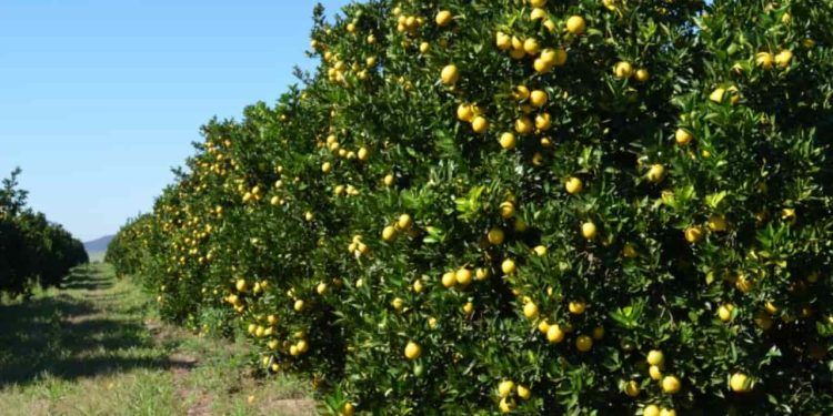 Produção de laranja na safra 2024/25 deve ser de 223 milhões de caixas