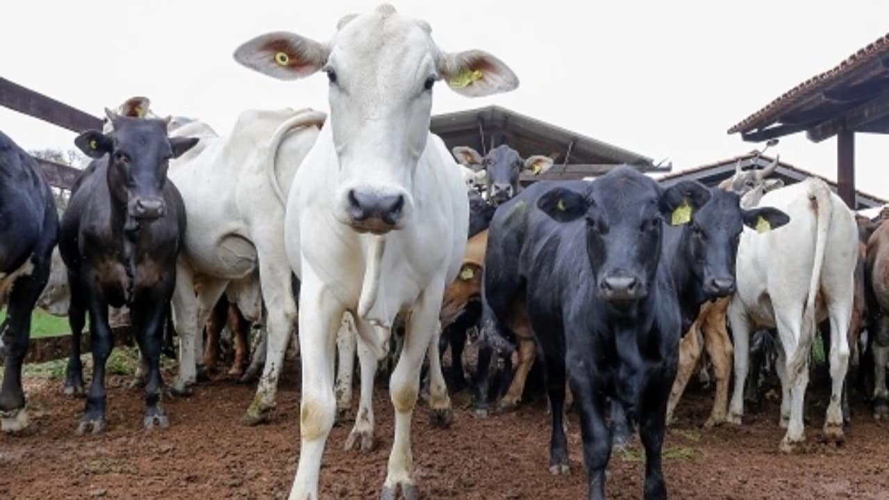 Medida melhora sanidade e gestão do rebanho e das propriedades. 