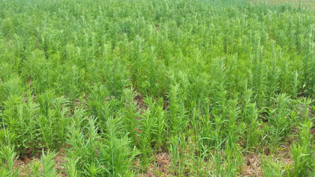 Objetivo do curso é ajudar na diminuição de custos com herbicidas. 