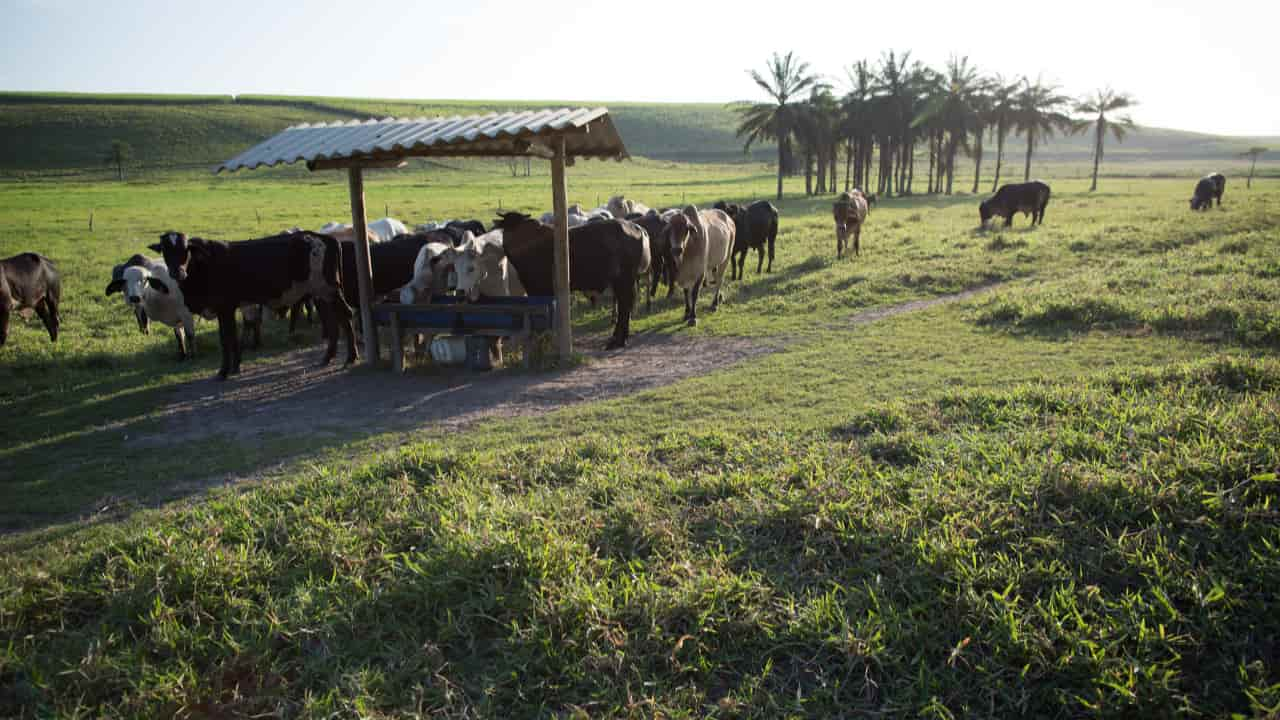 Pastagens ruins provocaram aumento das vendas de animais para diminuir custos.