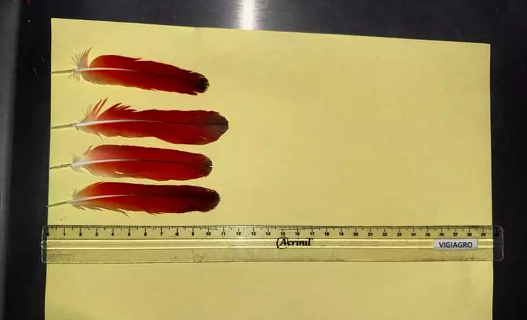 Brasil abre mercado para exportação de penas de aves para o Canadá 3 Mapa apreende 300 penas de aves vindas da Nigéria no Aeroporto de Guarulhos