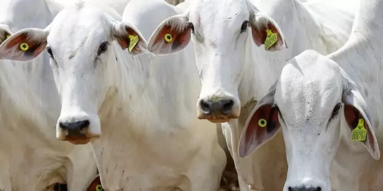 Plano de rastreabilidade individual de bovinos e bubalinos reforça sanidade do rebanho 1 Plano de rastreabilidade individual de bovinos e bubalinos reforça sanidade do rebanho