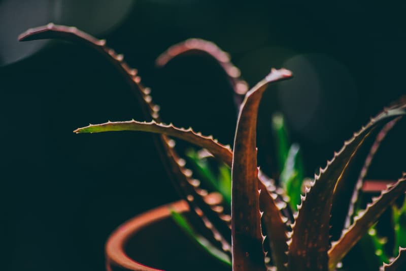 Plantas medicinais