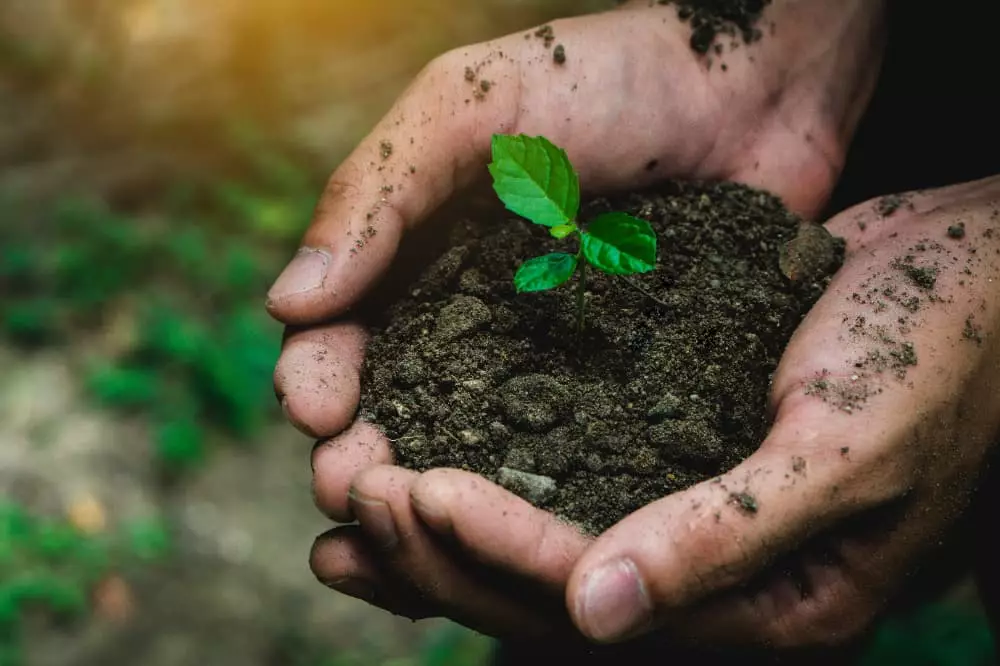 Senado aprova lei que regulamenta produção de bioinsumos; veja detalhes 3 bioinsumos