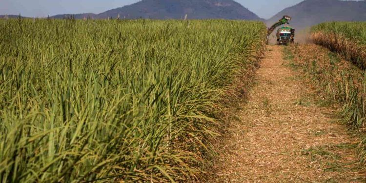 Senado aprova projeto que garante créditos de descarbonização a produtores de biomassa