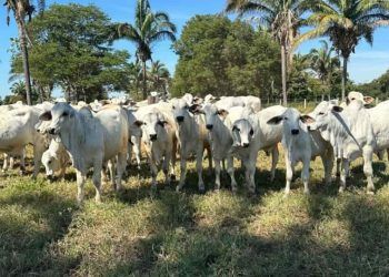 Projeto gratuito de inseminação artificial de bovinos orienta pecuaristas em Mato Grosso