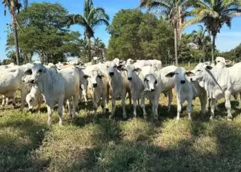 Projeto gratuito de inseminação artificial de bovinos orienta pecuaristas em Mato Grosso