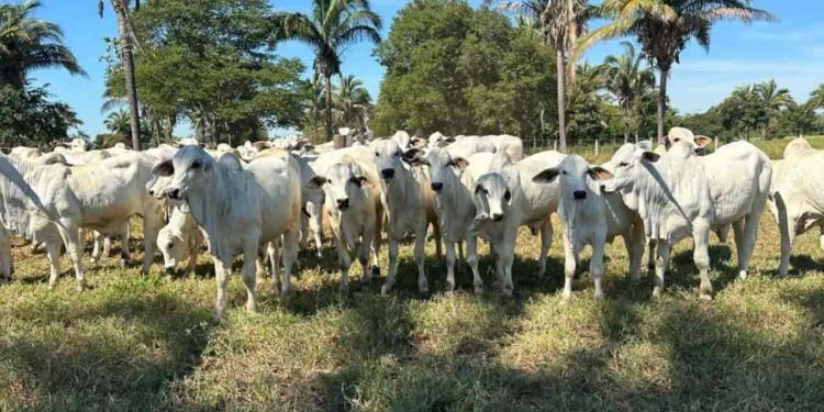 Projeto gratuito de inseminação artificial de bovinos orienta pecuaristas em Mato Grosso