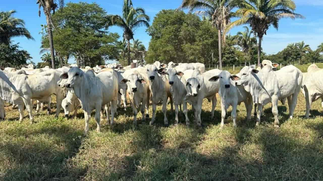 Projeto gratuito de inseminação artificial de bovinos orienta pecuaristas em Mato Grosso