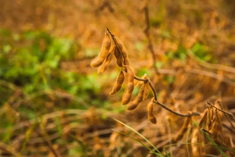 Abertas as inscrições para o 10º Congresso Brasileiro de Soja; confira 2 Soja