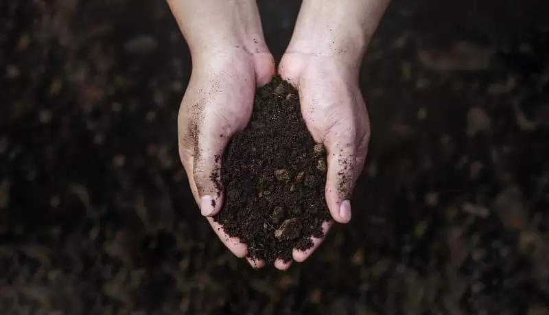 Dia Mundial do Solo: confira como cuidar do recurso natural essencial para a vida 3 Solo