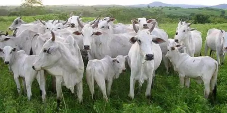 Inseminação artificial alcança 23% das matrizes de bovinos de corte no Brasil 1 Inseminação artificial alcança 23% das matrizes de bovinos de corte no Brasil