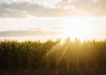 Verão será de chuvas intensas e altas temperaturas pelo Brasil; veja previsão