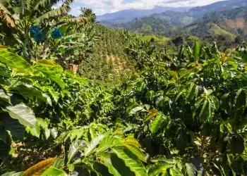 Abertas as inscrições pata três cursos para a cafeicultura da Embrapa;