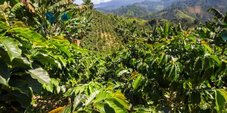 Abertas as inscrições pata três cursos para a cafeicultura da Embrapa;