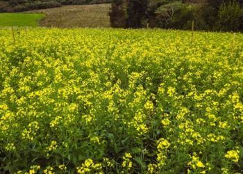 Atualização do Zoneamento Agrícola de Risco Climático pode impulsionar cultivo de canola no Brasil