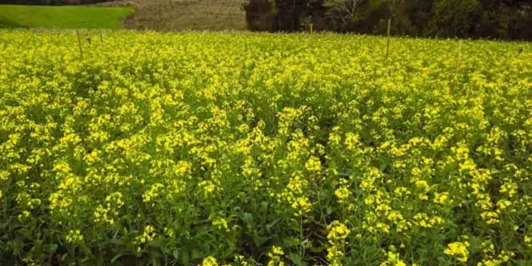 Atualização do Zoneamento Agrícola de Risco Climático pode impulsionar cultivo de canola no Brasil