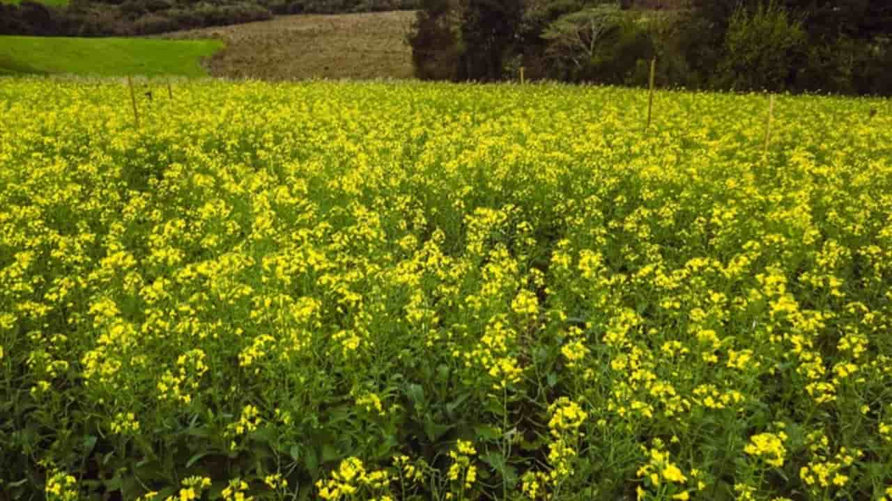 Atualização do Zoneamento Agrícola de Risco Climático pode impulsionar cultivo de canola no Brasil