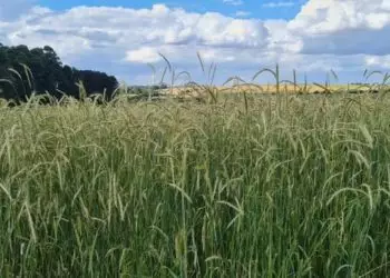 Brasil implementa zoneamento agrícola de risco climático para o cultivo de centeio