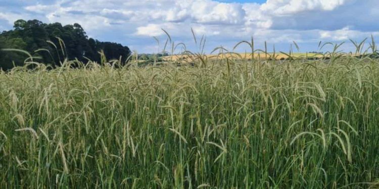 Brasil implementa zoneamento agrícola de risco climático para o cultivo de centeio