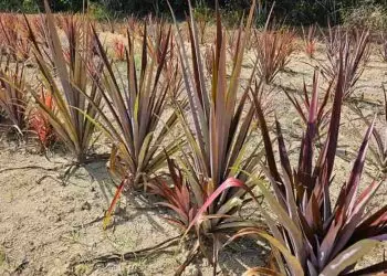 Confira como técnica ajuda a ampliar o cultivo do curauá na Amazônia