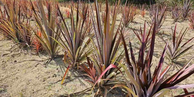 Confira como técnica ajuda a ampliar o cultivo do curauá na Amazônia