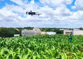 Confira como uso de drones acelera melhoramento genético de plantas de milho