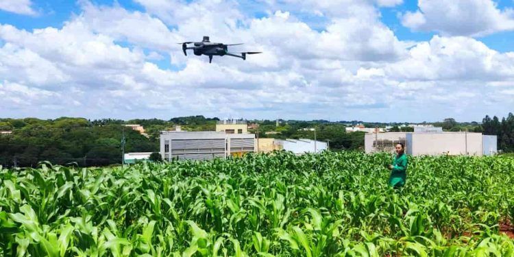 Confira como uso de drones acelera melhoramento genético de plantas de milho