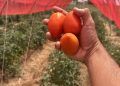 Desempenho da produção de tomate em experimentos supera média estadual