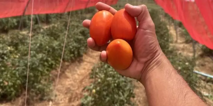Desempenho da produção de tomate em experimentos supera média estadual em Alagoas 1 Desempenho da produção de tomate em experimentos supera média estadual