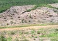 Desmatamento ilegal de 132 hectares é flagrado em Teresina de Goiás 