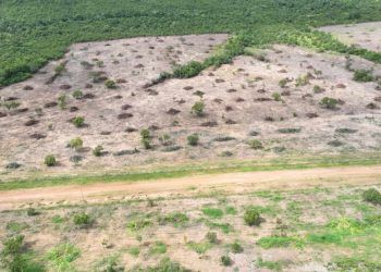 Desmatamento ilegal de 132 hectares é flagrado em Teresina de Goiás 