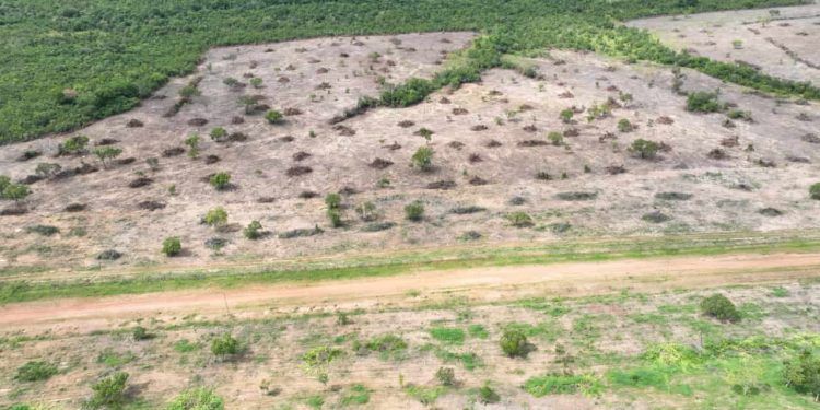 Desmatamento ilegal de 132 hectares é flagrado em Teresina de Goiás 