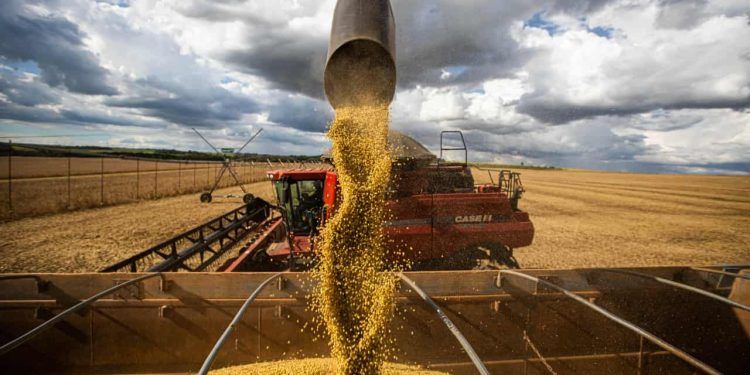 Goiás deve bater recorde na colheita de grãos em 2025; confira os dados